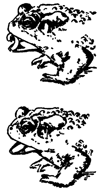 Toads and Amphibians Unit Study and Lapbook